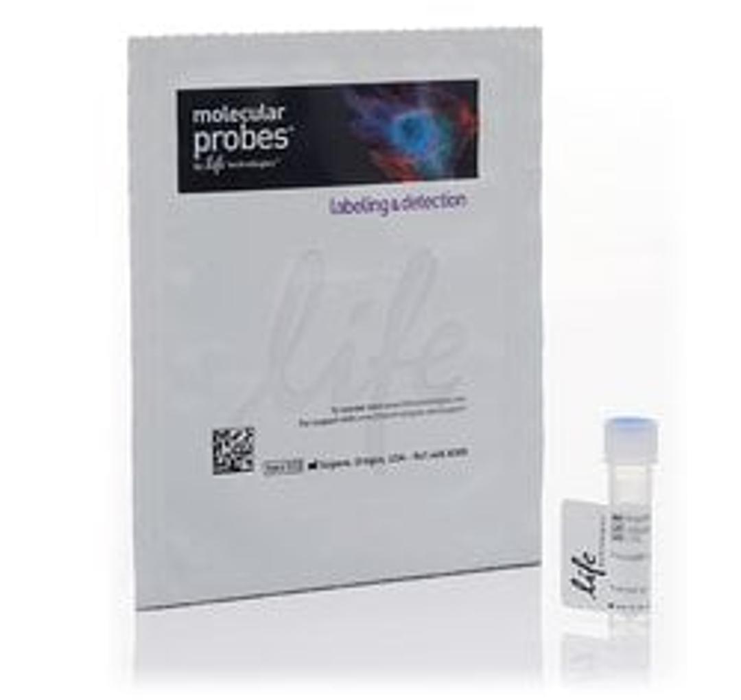 Invitrogen™ Alexa Fluor™ 488 Phalloidin - Thermo Fisher Scientific - Life Sciences