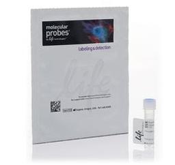 Invitrogen™ Alexa Fluor™ 488 Phalloidin - Thermo Fisher Scientific - Life Sciences