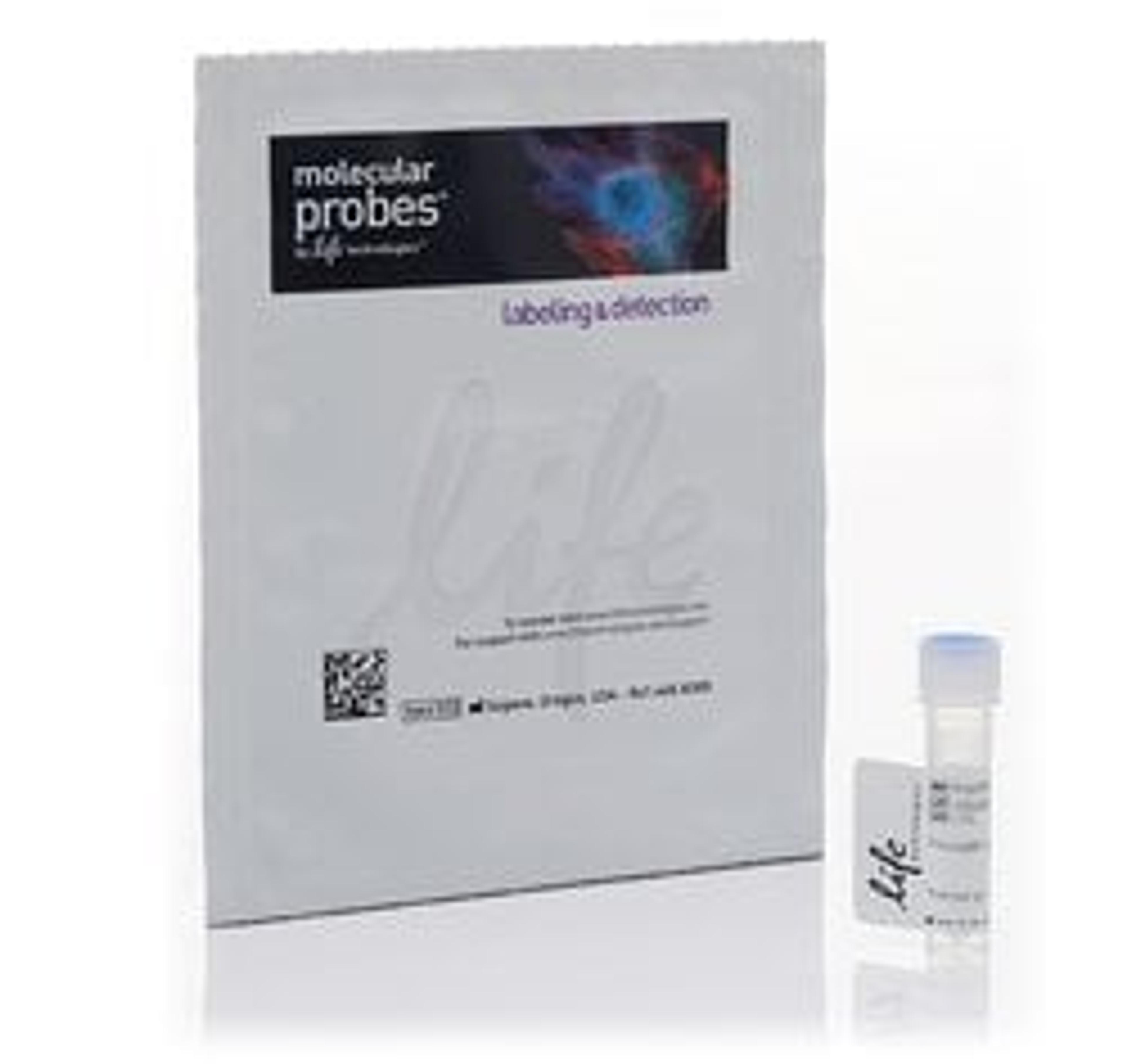 Invitrogen™ Alexa Fluor™ 488 Phalloidin - Thermo Fisher Scientific - Life Sciences