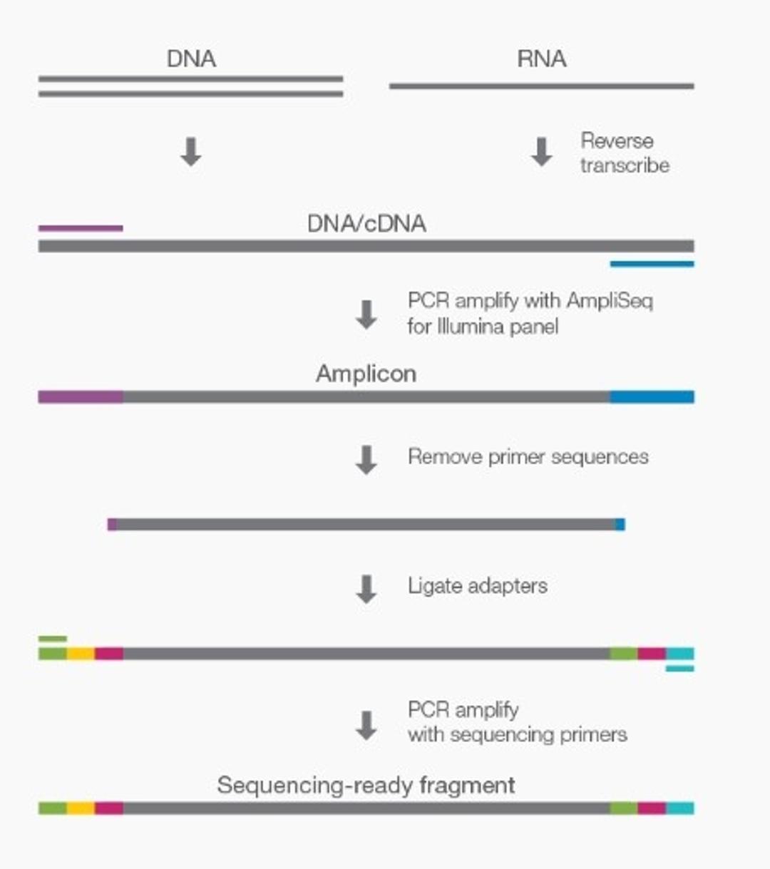 AmpliSeq for Illumina - Illumina - Life Sciences
