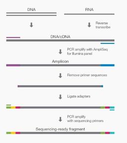 AmpliSeq for Illumina - Illumina - Life Sciences