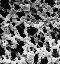 MF-Millipore™ Membrane Filter - Merck KGaA, Darmstadt, Germany - General Lab