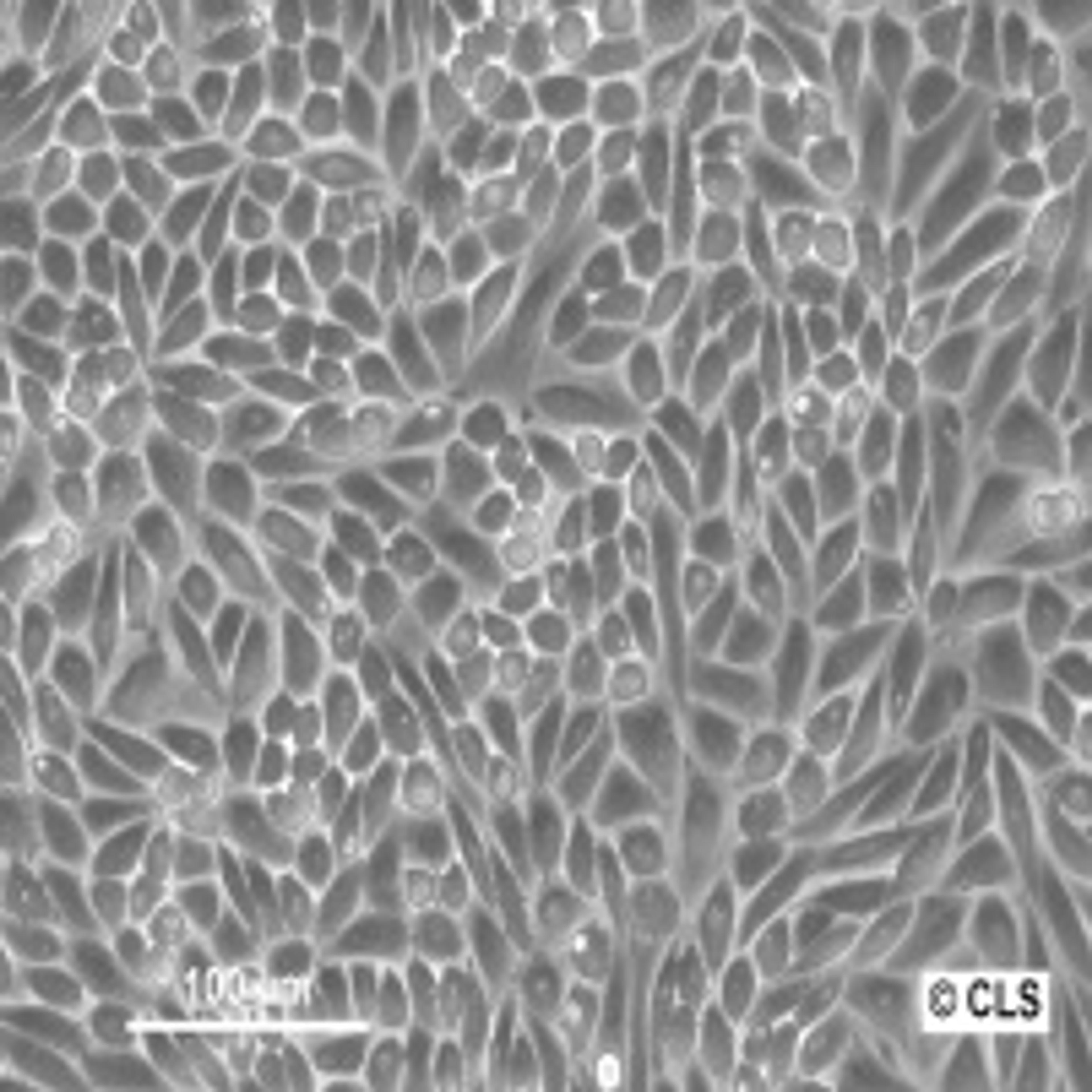 CHO-K1 - Cell Lines Service GmbH - Life Sciences