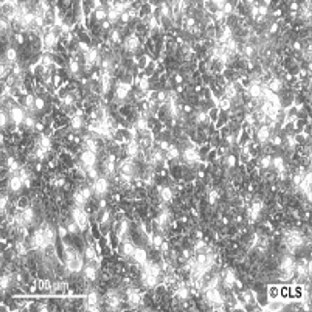 T84 - Cell Lines Service GmbH - Life Sciences