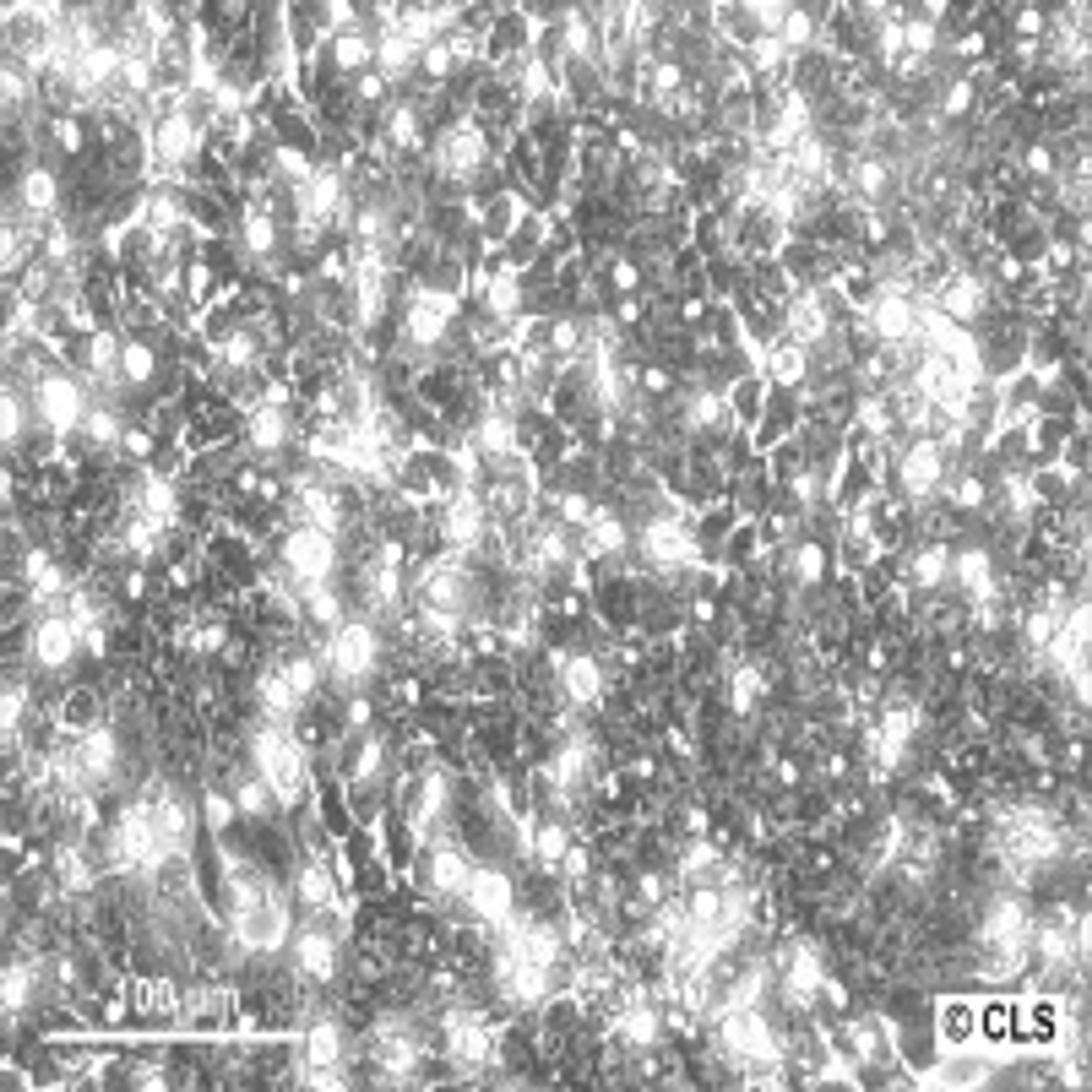 T84 - Cell Lines Service GmbH - Life Sciences