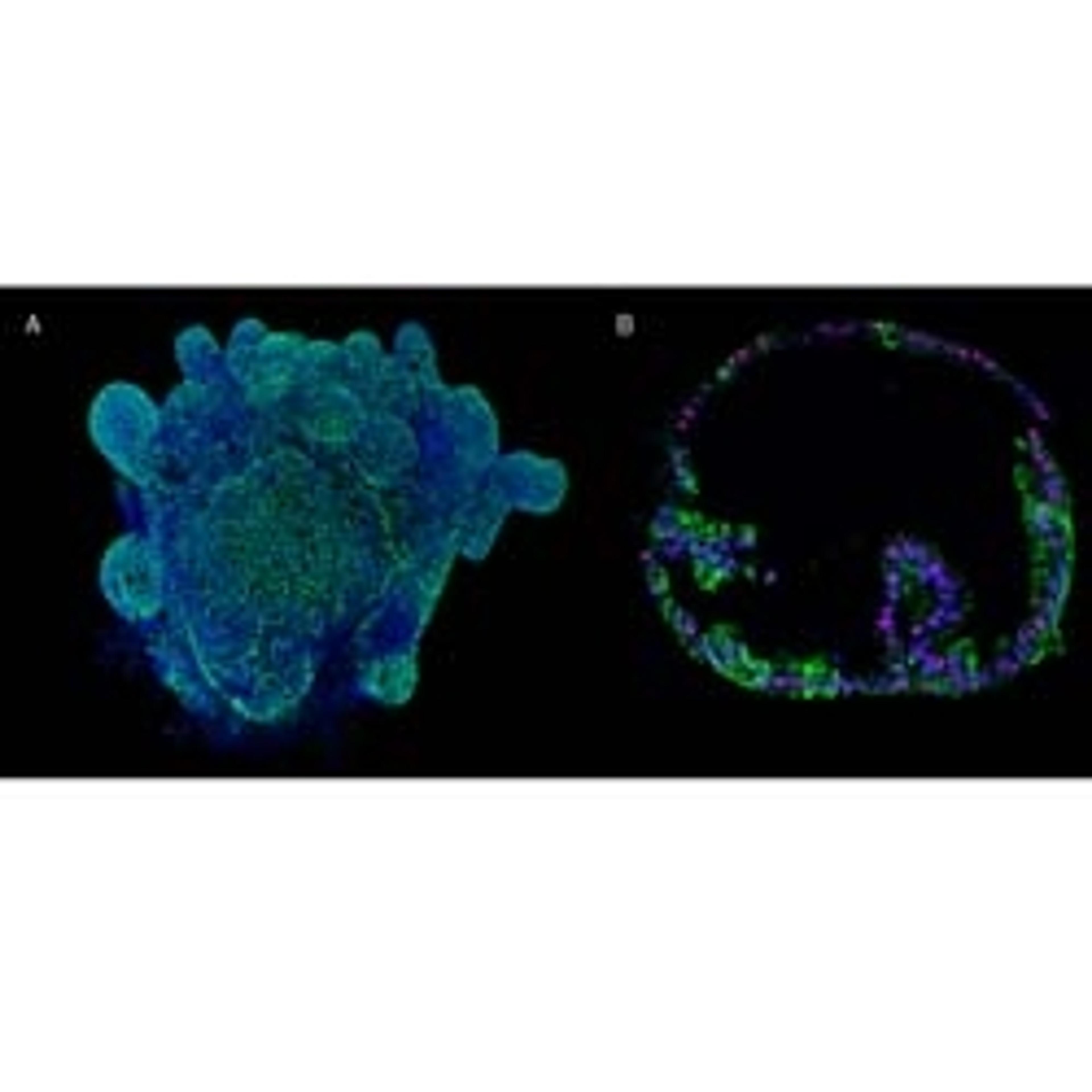 Cultrex Reduced Growth Factor Basement Membrane Extract, Type 2, Pathclear - Bio-Techne - Life Sciences