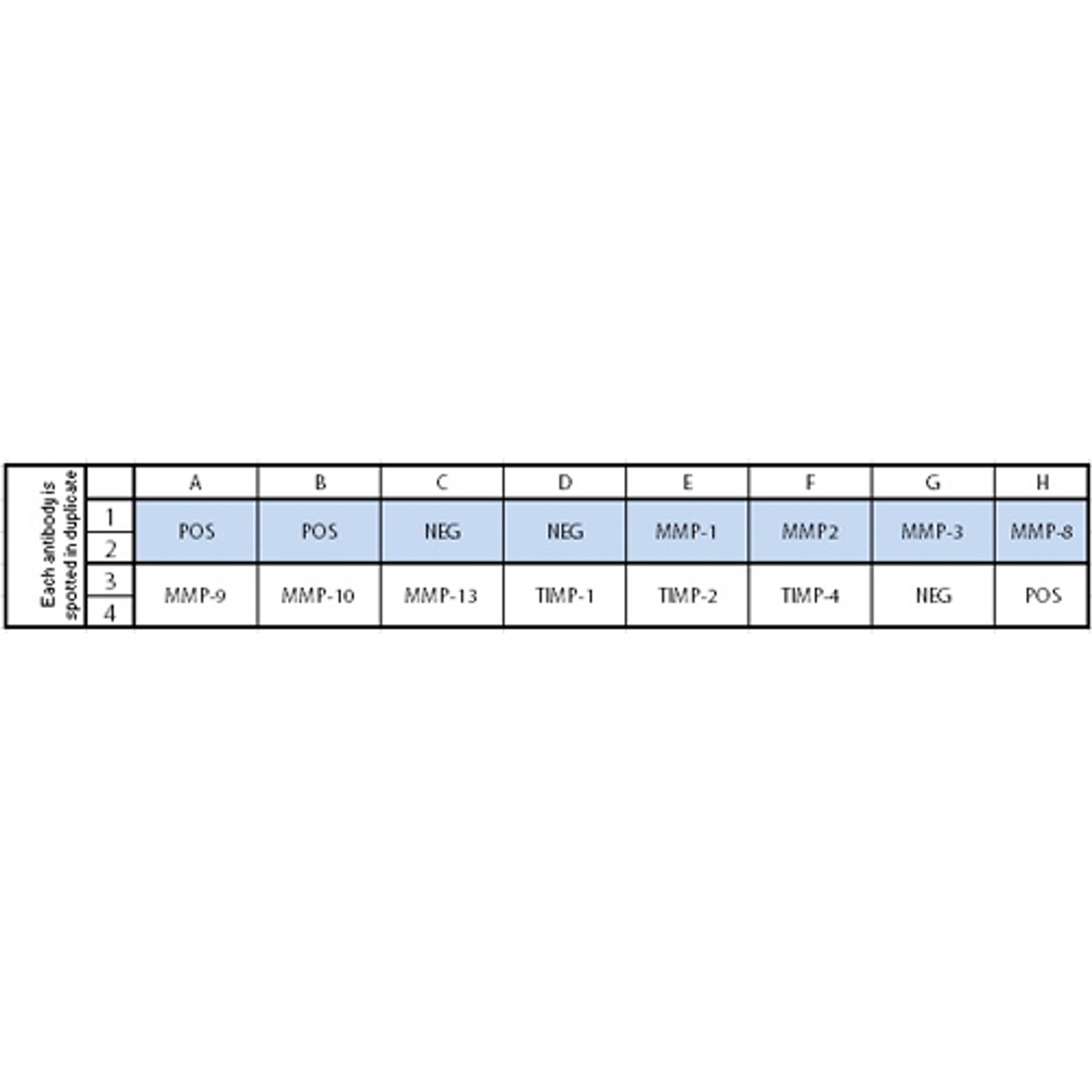 Human MMP Array C1 - RayBiotech Inc. - Life Sciences