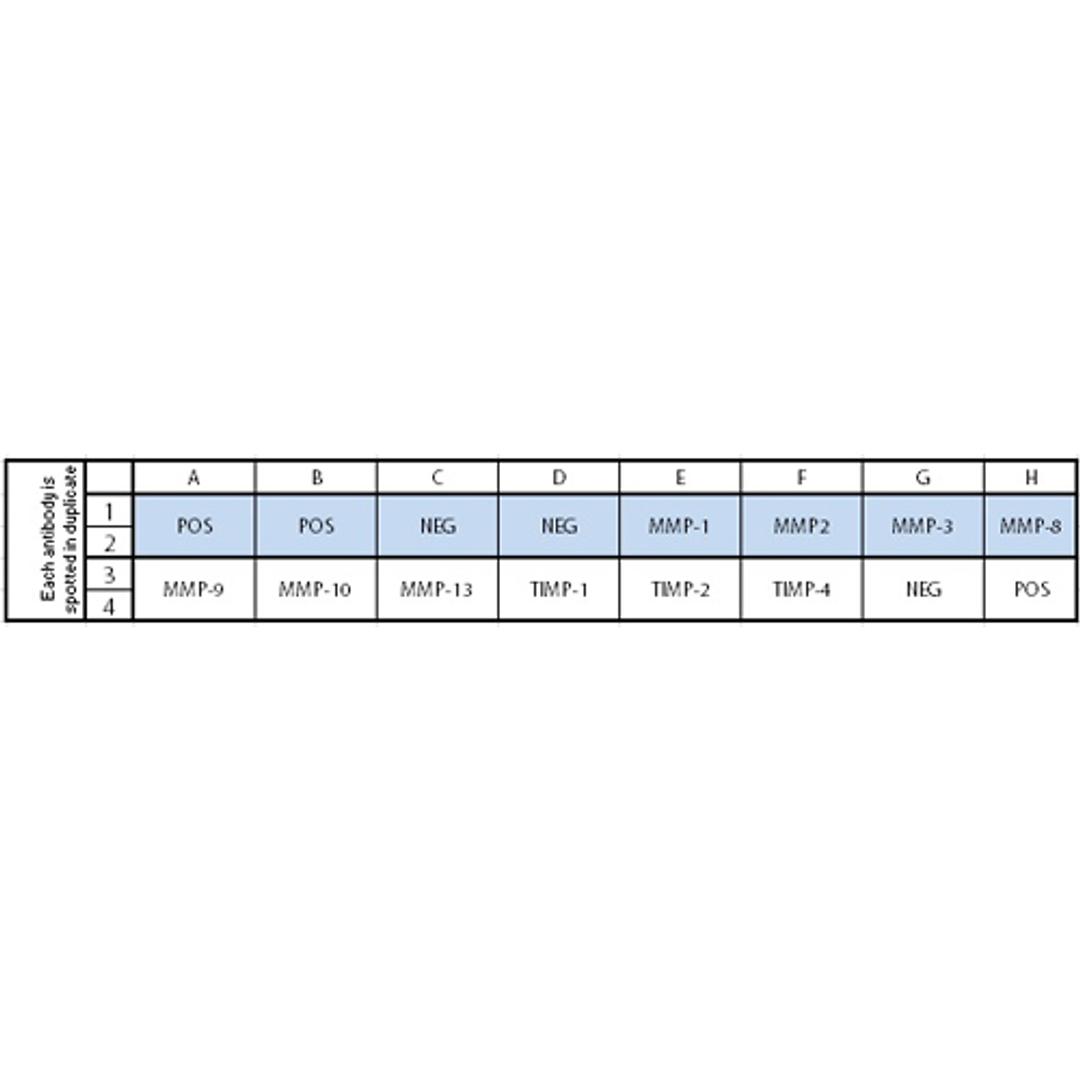Human MMP Array C1 - RayBiotech Inc. - Life Sciences
