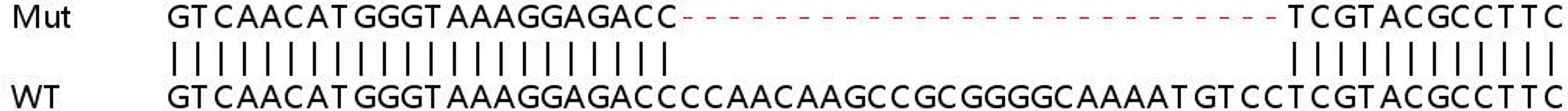 Sanger Seq - HMGB2 knockout HEK293T