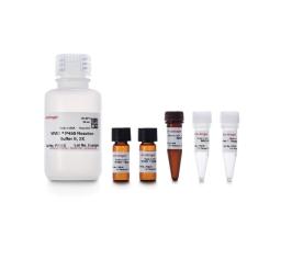 Vivid® CYP2D6 Cyan Screening Kit - Thermo Fisher Scientific - Life Sciences