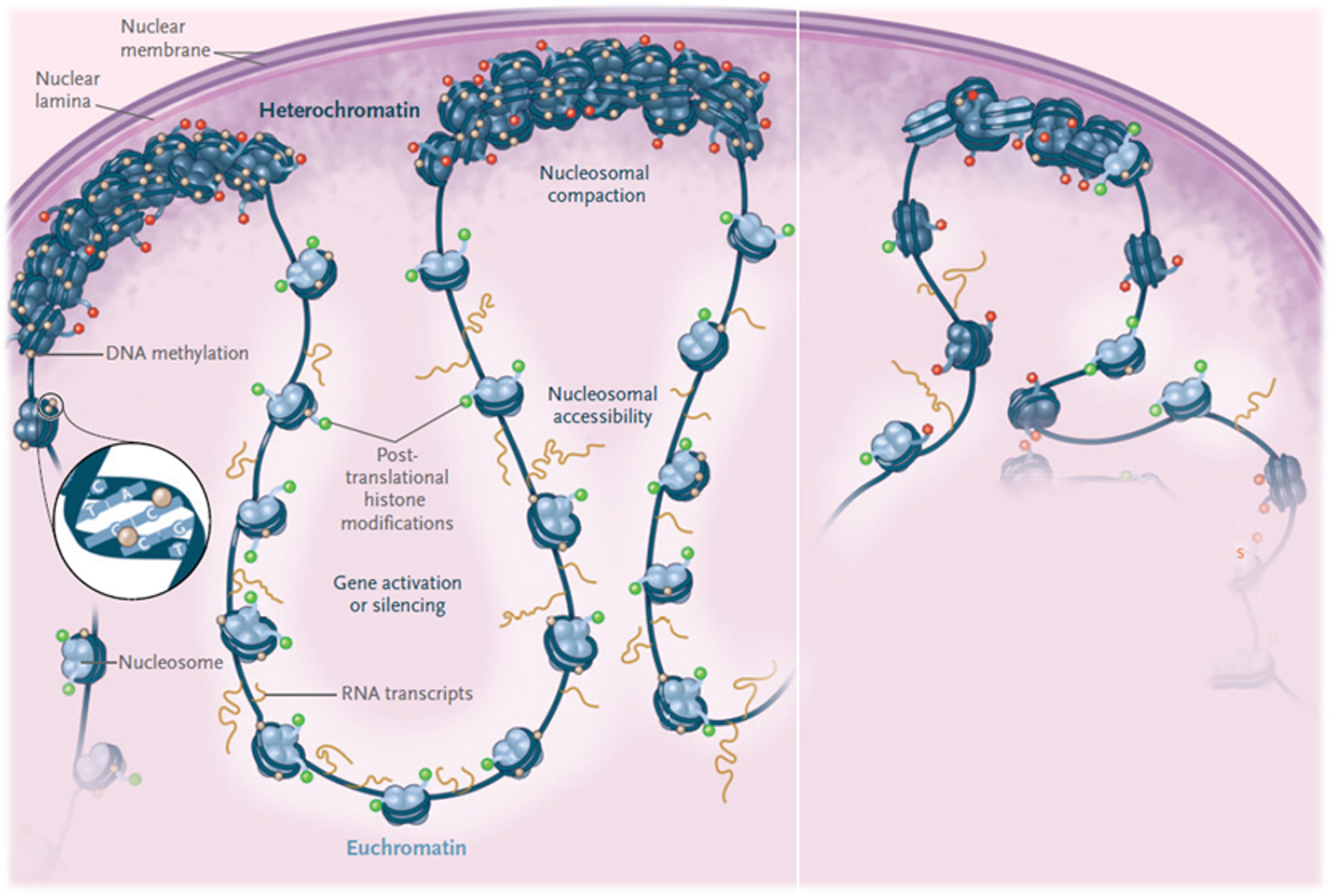 Chromatic decondensation in aging