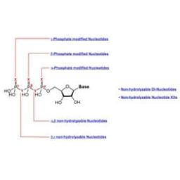 Nucleotides & Nucleosides - Jena Bioscience - Life Sciences