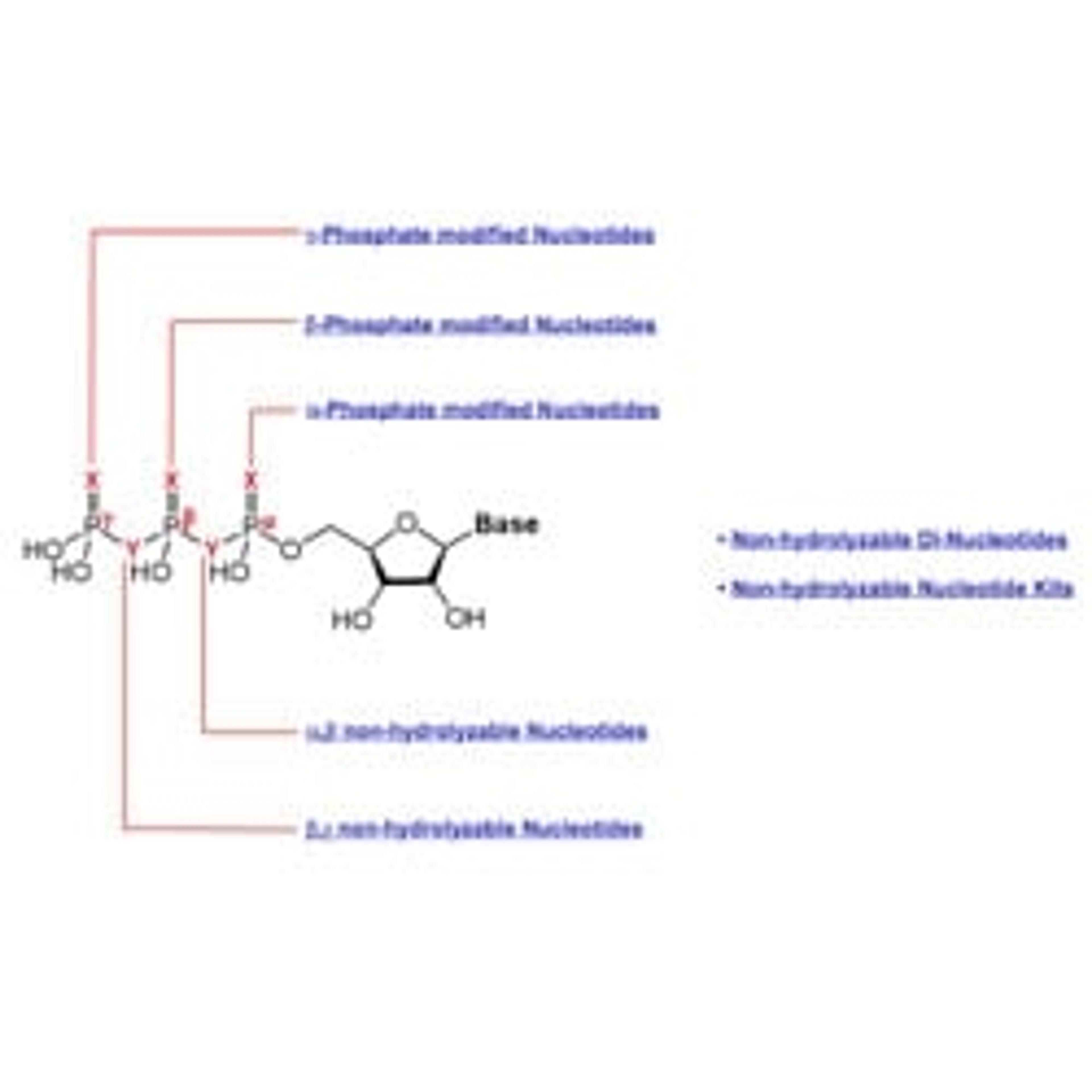 Nucleotides & Nucleosides - Jena Bioscience - Life Sciences