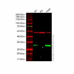 Human EMC10 (C19orf63) knockout HeLa cell line - Abcam plc - Life Sciences