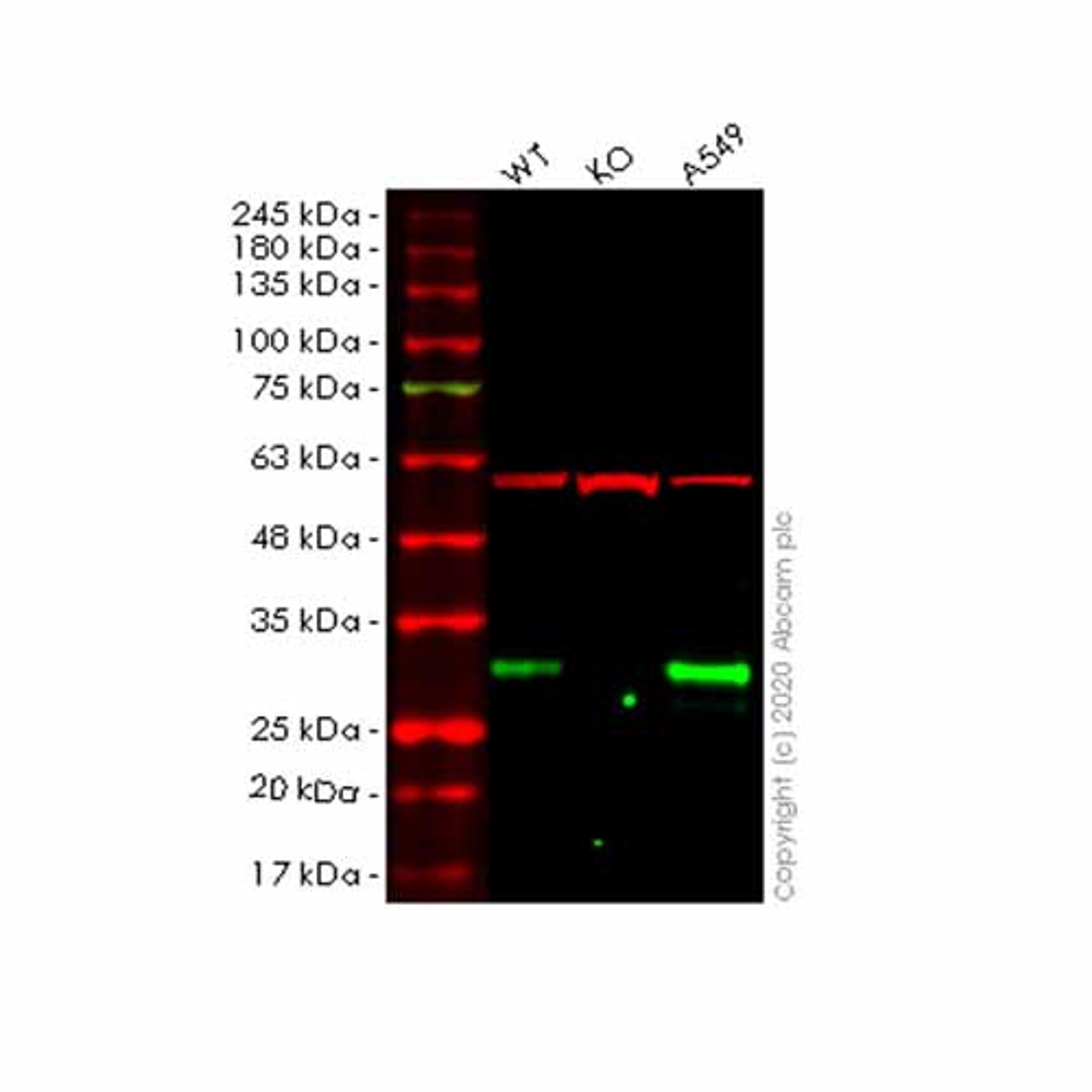 Human EMC10 (C19orf63) knockout HeLa cell line - Abcam plc - Life Sciences