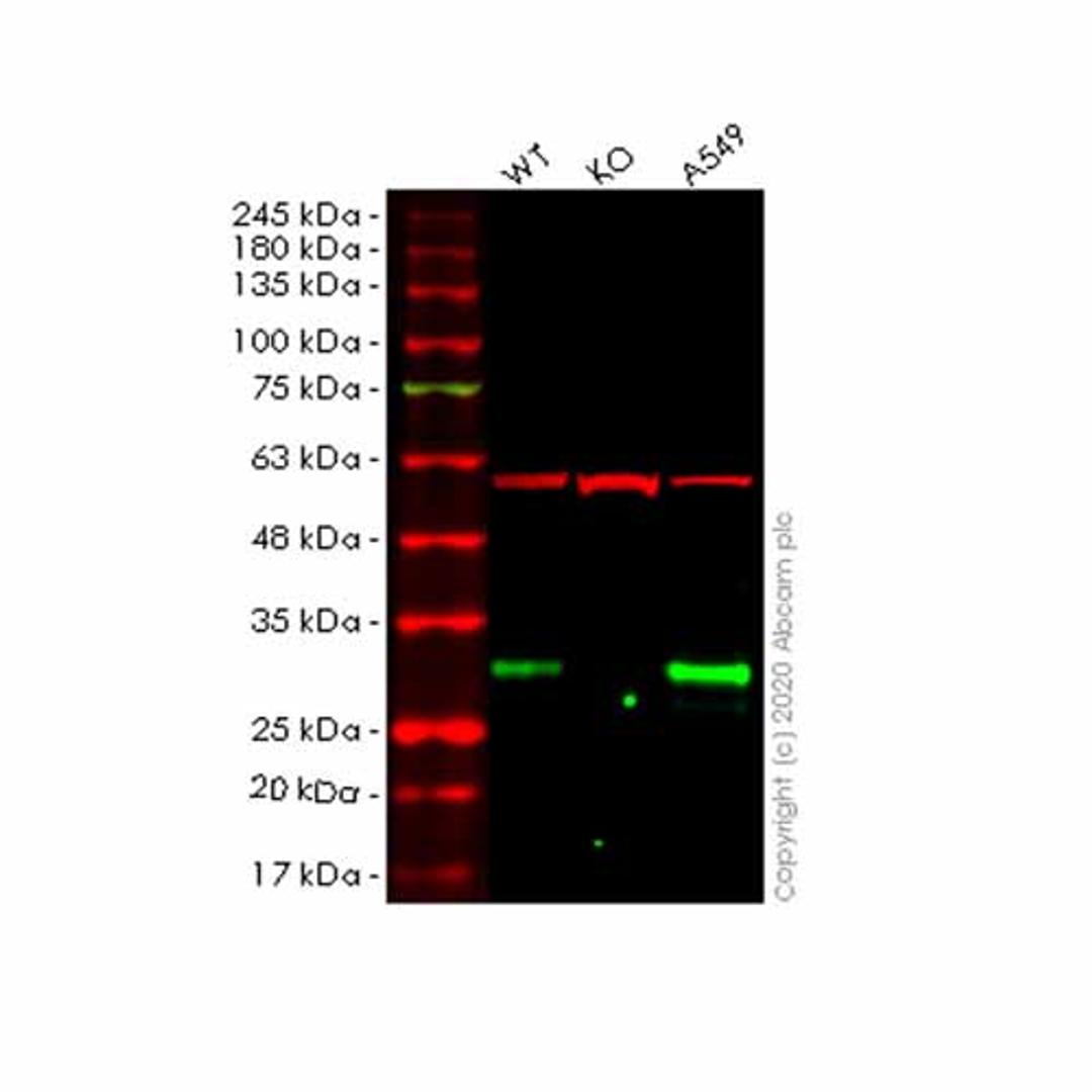 Human EMC10 (C19orf63) knockout HeLa cell line - Abcam plc - Life Sciences