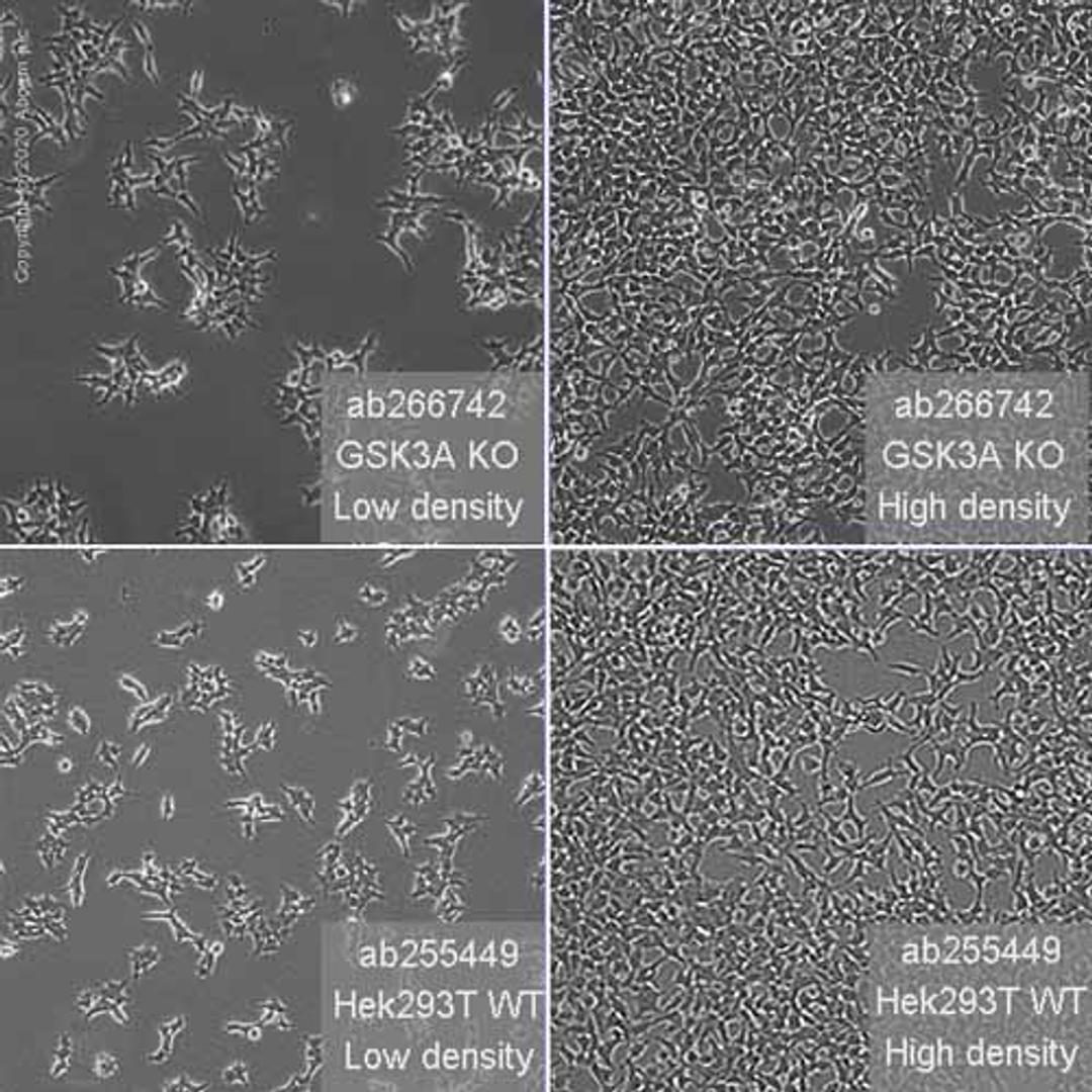 Human GSK3A (GSK3 alpha) knockout HEK293T cell line - Abcam plc - Life Sciences