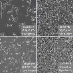 Human GSK3A (GSK3 alpha) knockout HEK293T cell line - Abcam plc - Life Sciences