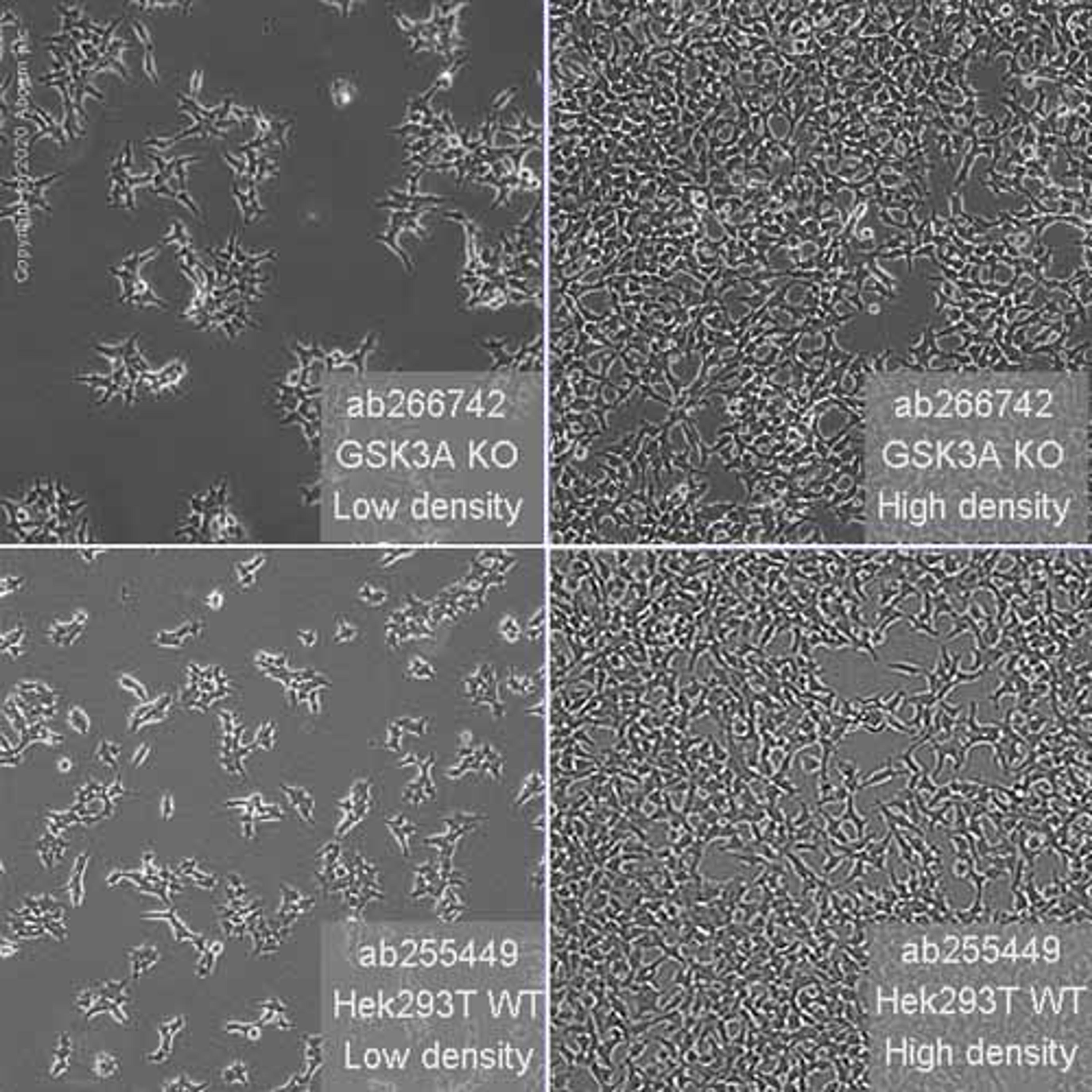 Human GSK3A (GSK3 alpha) knockout HEK293T cell line - Abcam plc - Life Sciences