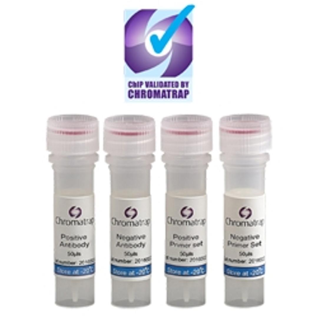 Chromatrap® ChIP Validated Antibodies and Primer Sets - Chromatrap - Life Sciences