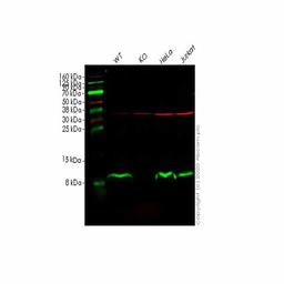 Human B2M (beta 2 Microglobulin) knockout HEPG2 cell line - Abcam plc - Life Sciences