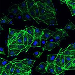 Cellartis® Human iPS cells - Takara Bio - Life Sciences