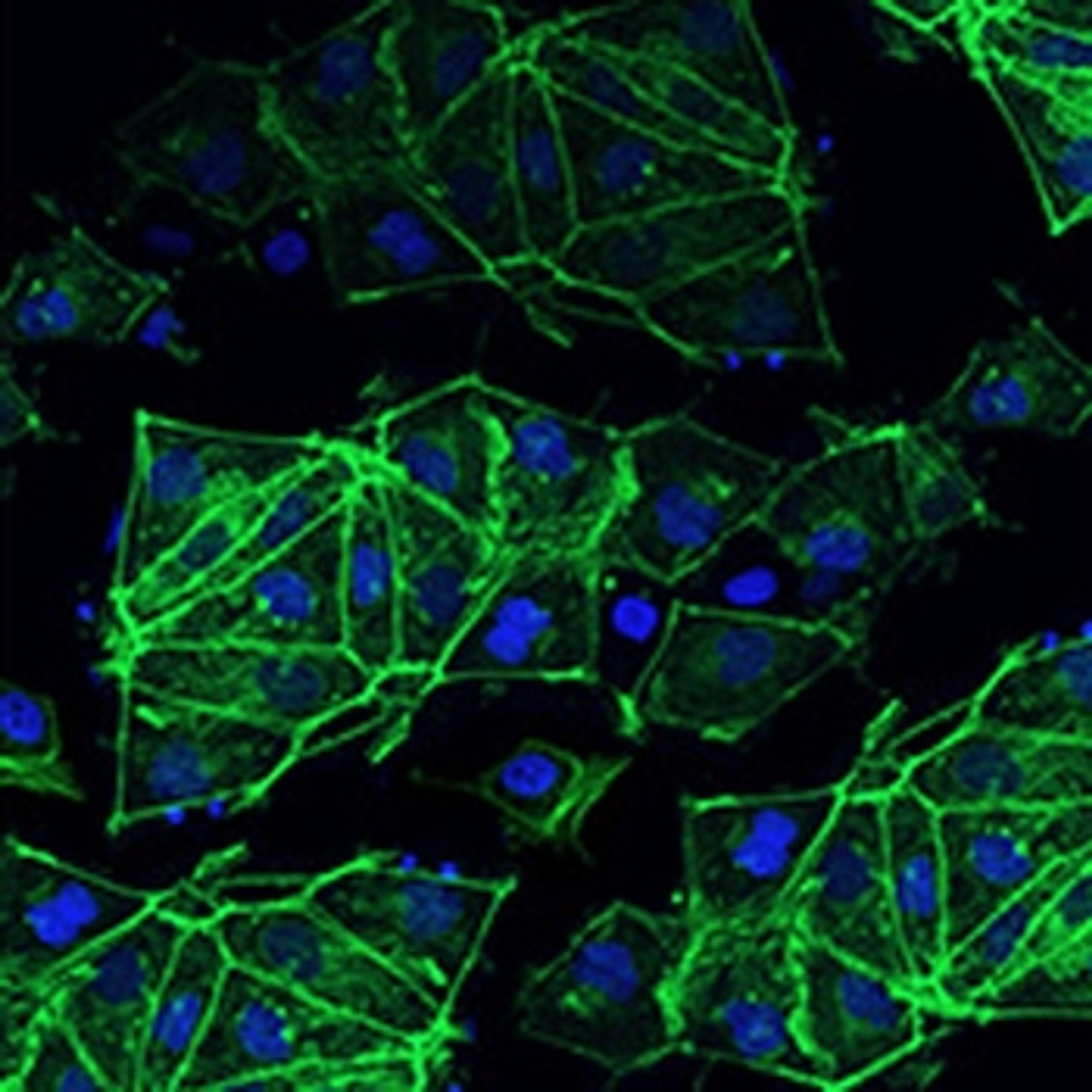 Cellartis® Human iPS cells - Takara Bio - Life Sciences