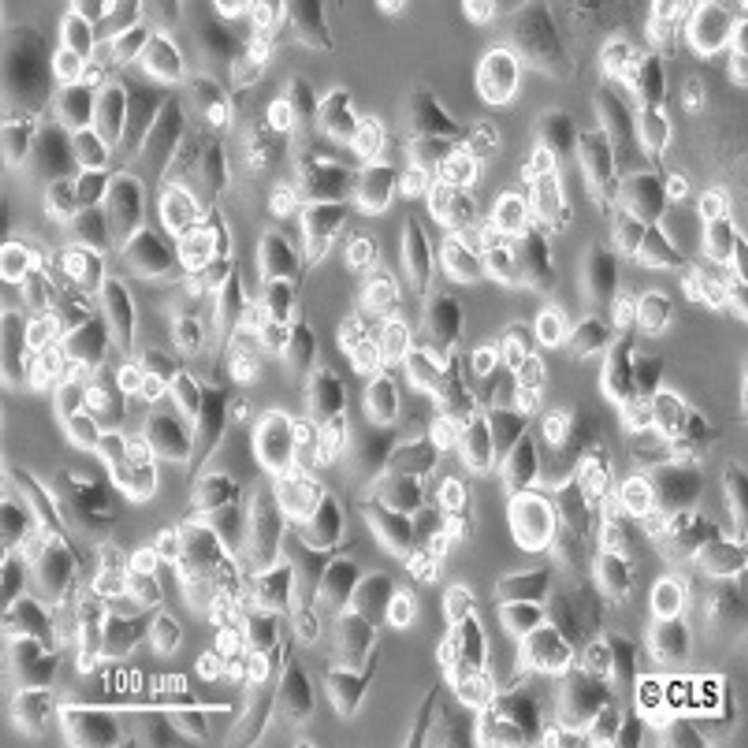 MX-1 - Cell Lines Service GmbH - Life Sciences