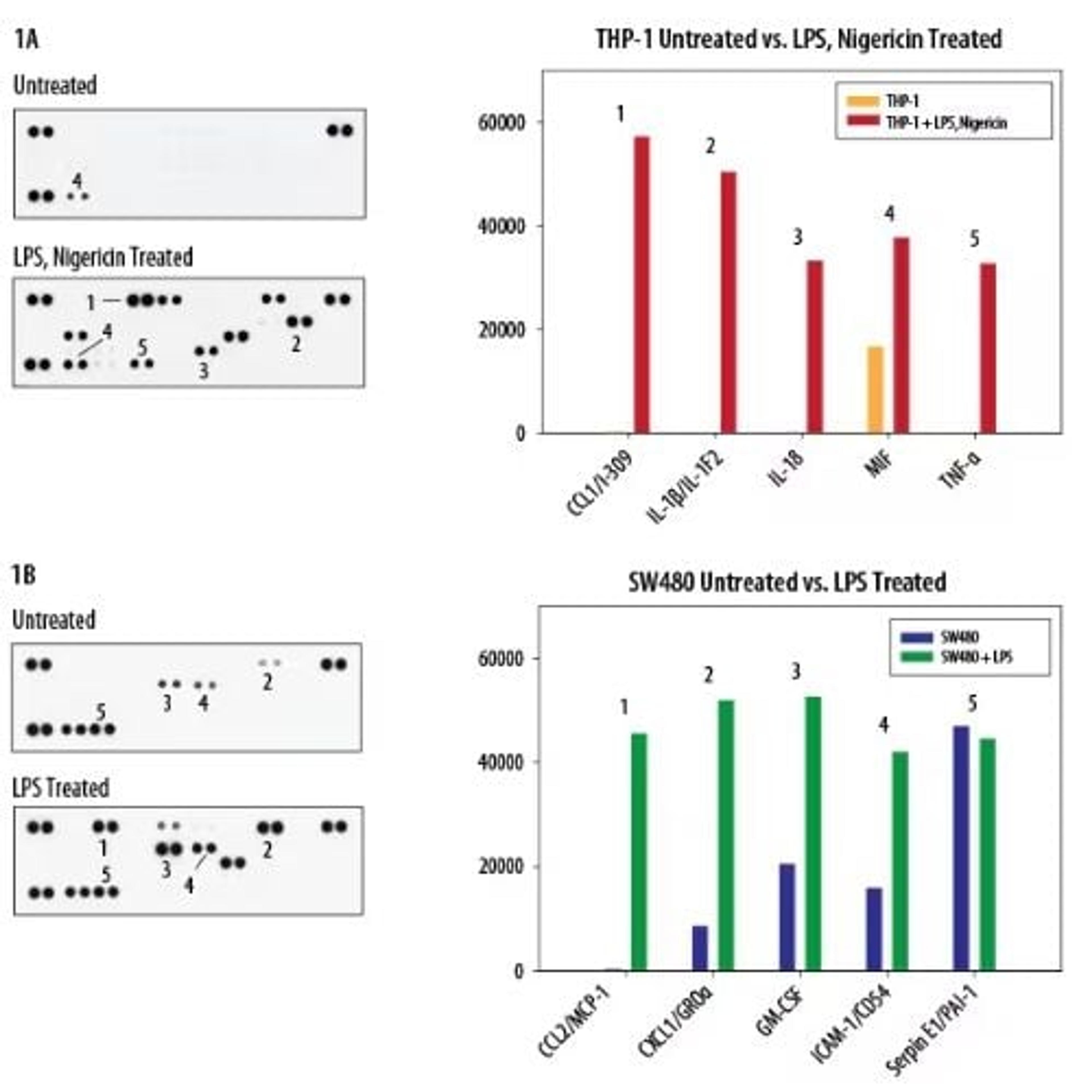 Proteome Profiler Human Cytokine Array Kit - Bio-Techne - Drug discovery > Lead Discovery