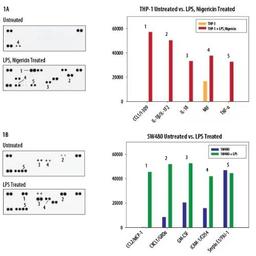 Proteome Profiler Human Cytokine Array Kit - Bio-Techne - Drug discovery > Lead Discovery