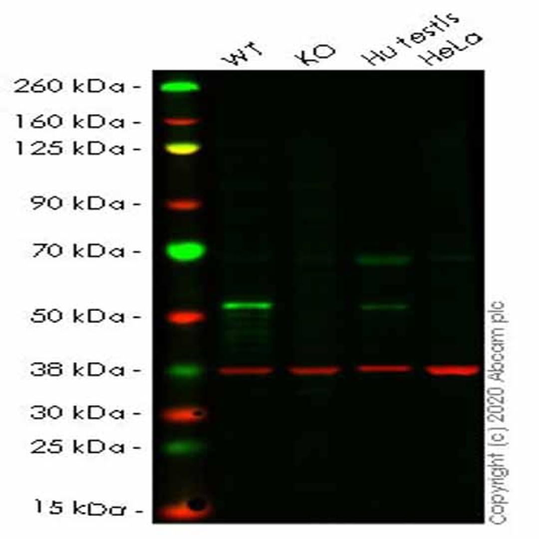 Human STK11 (LKB1) knockout HEK293T cell line - Abcam plc - Life Sciences