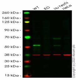 Human STK11 (LKB1) knockout HEK293T cell line - Abcam plc - Life Sciences