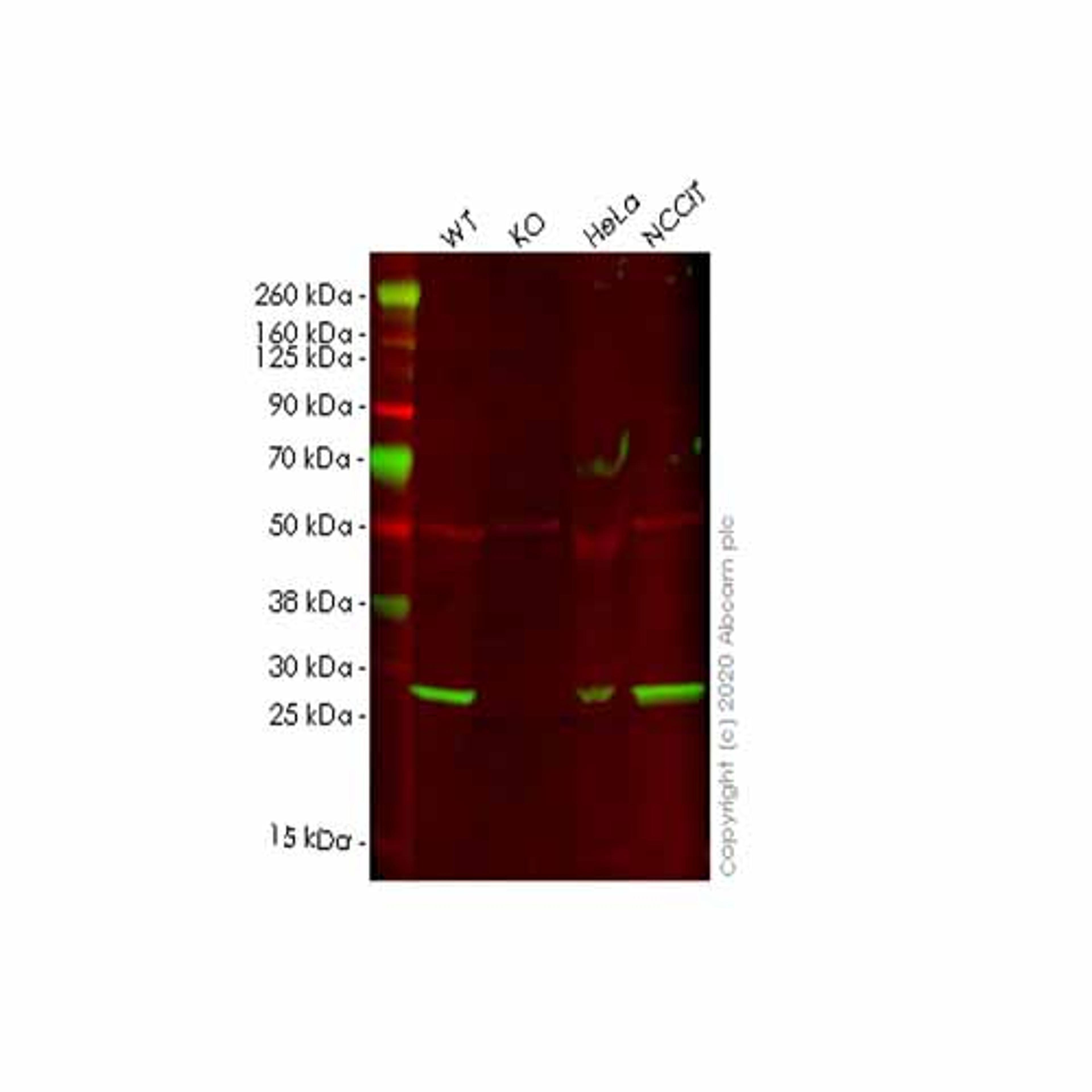 Human BCAP31 (BAP31) knockout HEK293T cell line - Abcam plc - Life Sciences