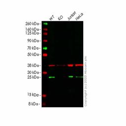Human ARHGDIA (RhoGDI) knockout HEK293T cell line - Abcam plc - Life Sciences