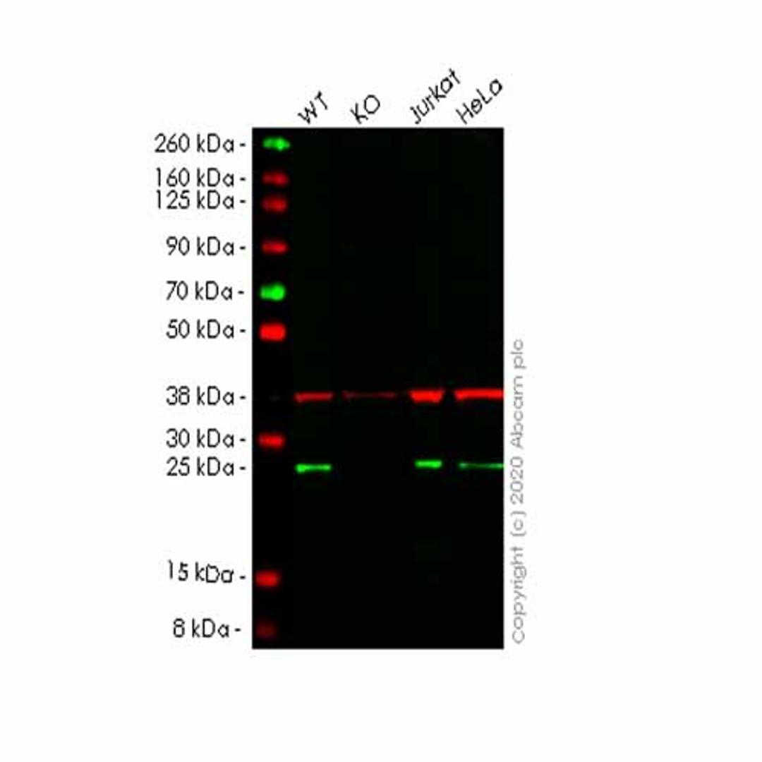 Human ARHGDIA (RhoGDI) knockout HEK293T cell line - Abcam plc - Life Sciences