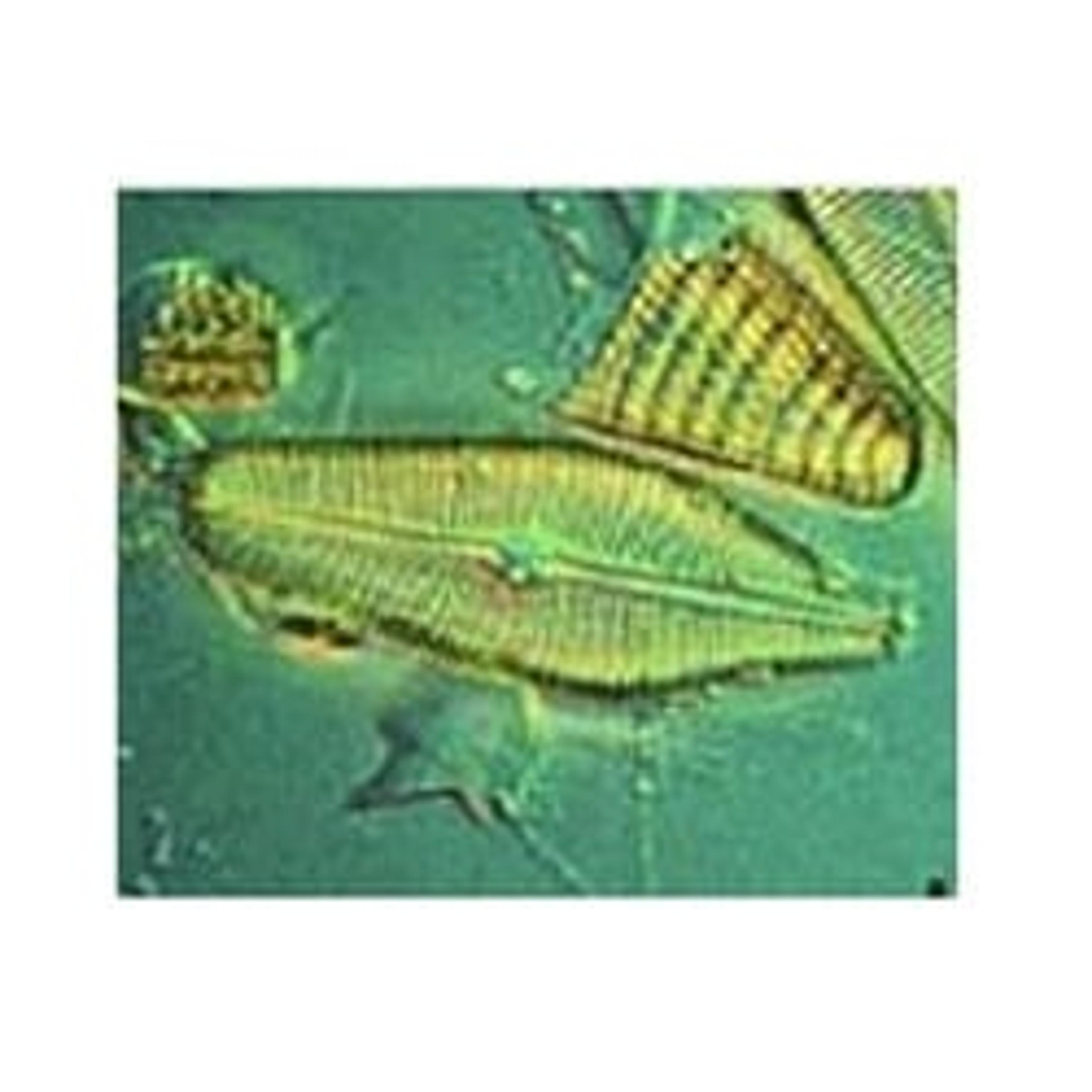 Hydromatrix - Agilent Technologies - Separations