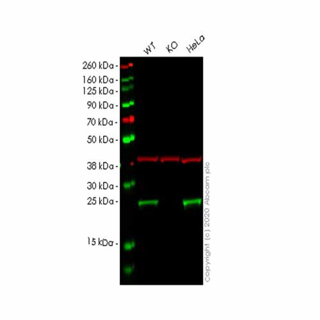 Human EEF1B2 knockout HEK293T cell line - Abcam plc - Life Sciences