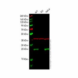 Human EEF1B2 knockout HEK293T cell line - Abcam plc - Life Sciences