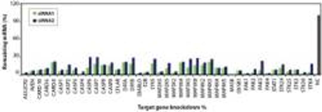 AccuTarget™ Functional/family Subsets of the Kinase or Phosphatase Libraries - Bioneer - Life Sciences