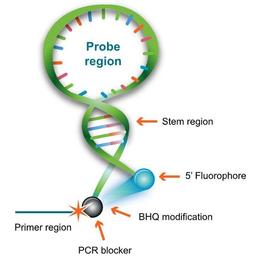 Scorpions Primers - LGC Biosearch Technologies - Life Sciences