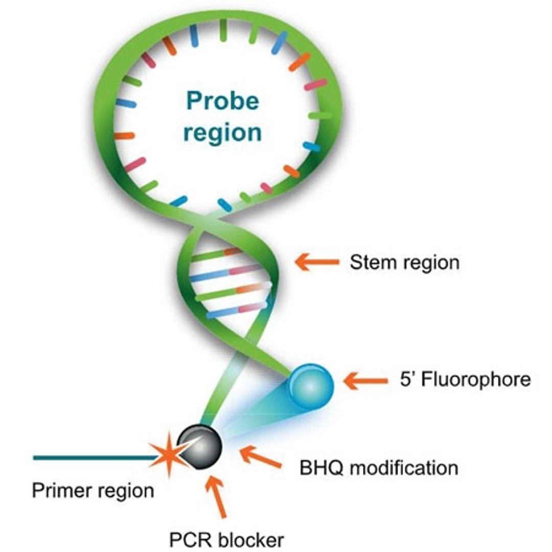 Scorpions Primers - LGC Biosearch Technologies - Life Sciences