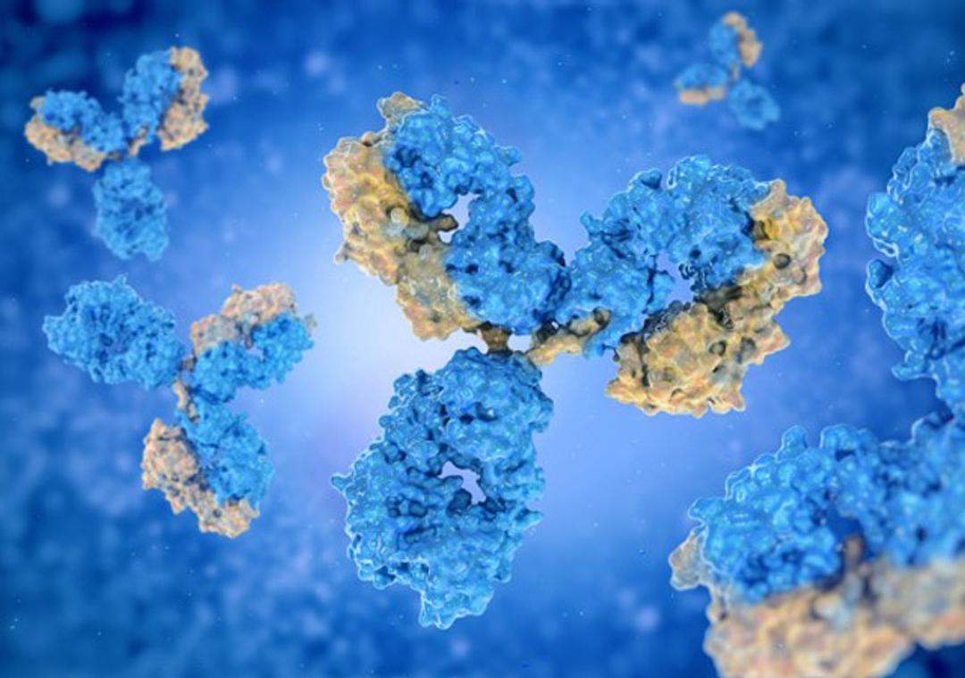 Single B Cell Sorting based Native™ Antibody Discovery Services - Creative Biolabs - Drug Discovery & Development