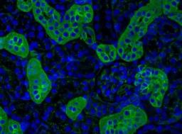 Glycobiology Reagents