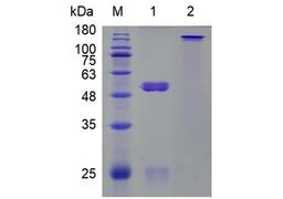 Rabbit Anti-Hypusine Recombinant Antibody (PABL-202)