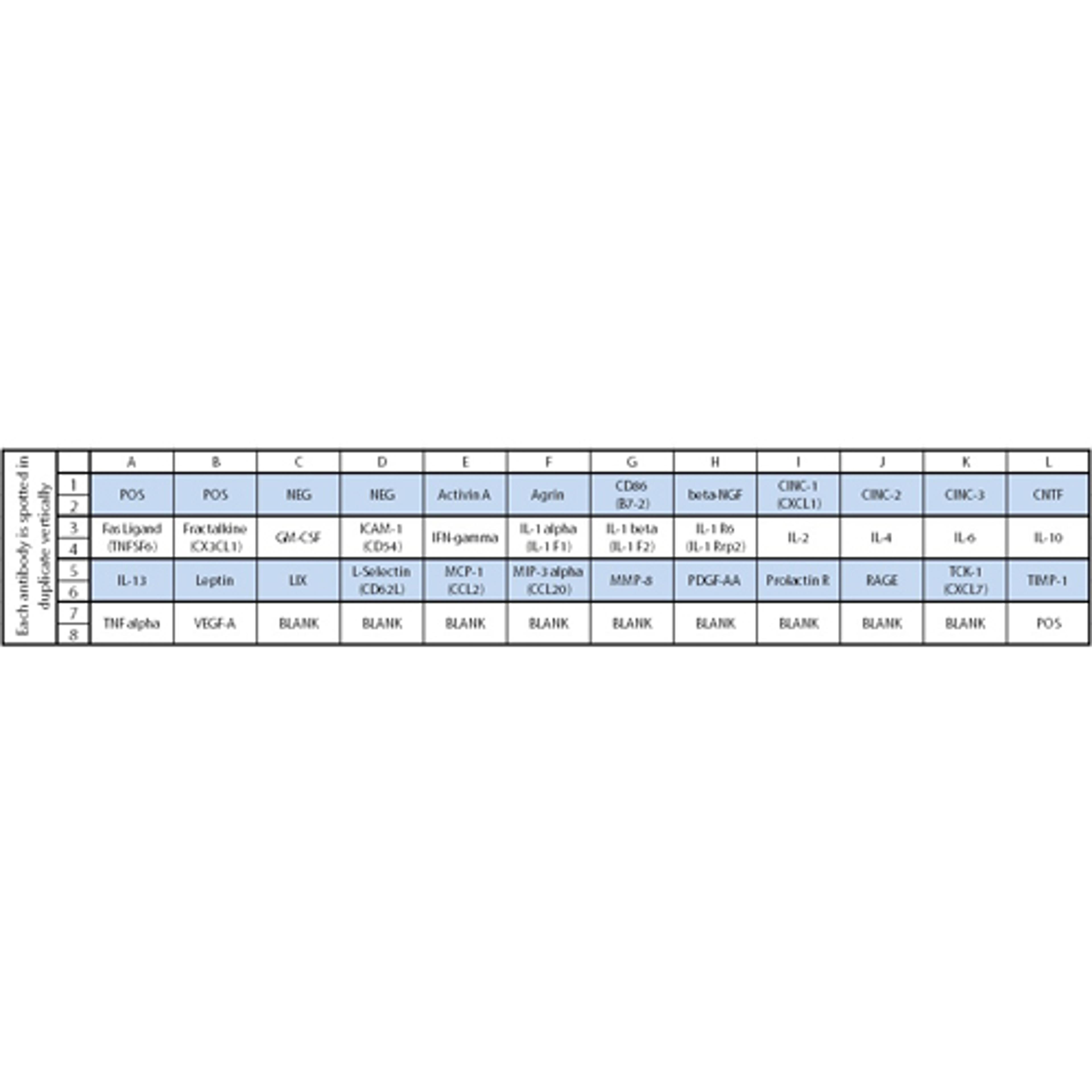 Rat Cytokine Array C2 - RayBiotech Inc. - Life Sciences