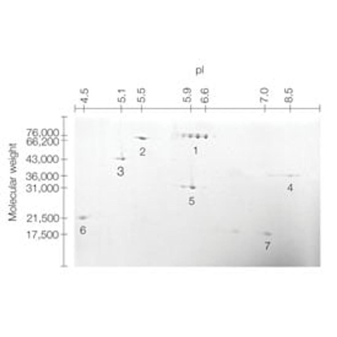 2-D SDS-PAGE Standards - Bio-Rad - Life Sciences
