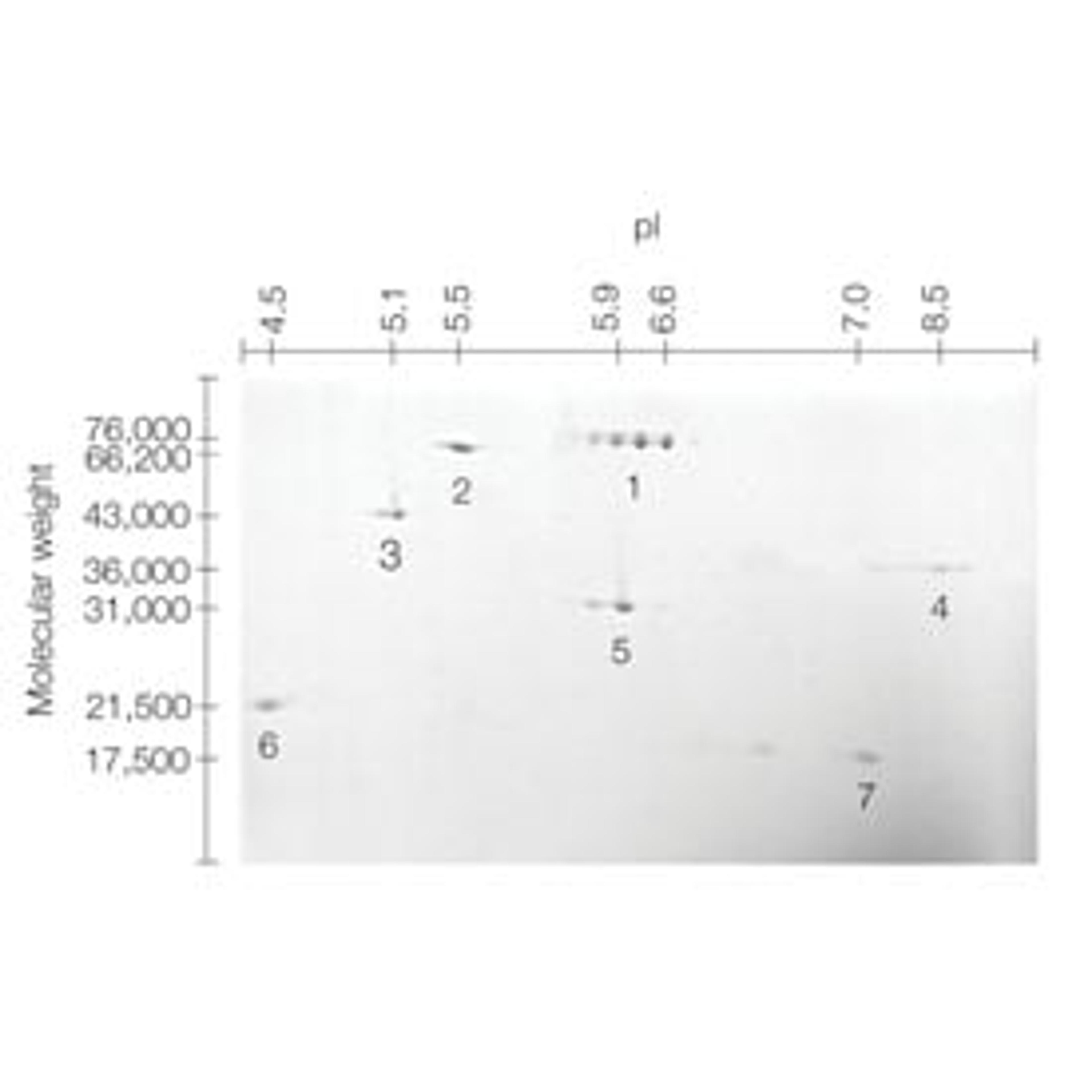 2-D SDS-PAGE Standards - Bio-Rad - Life Sciences