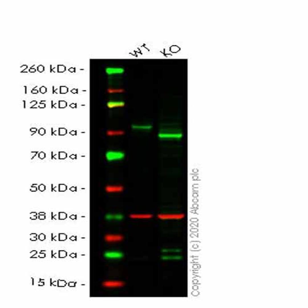 Human SUZ12 knockout HeLa cell line - Abcam plc - Life Sciences