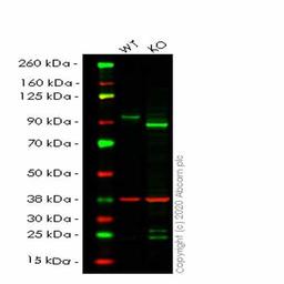Human SUZ12 knockout HeLa cell line - Abcam plc - Life Sciences