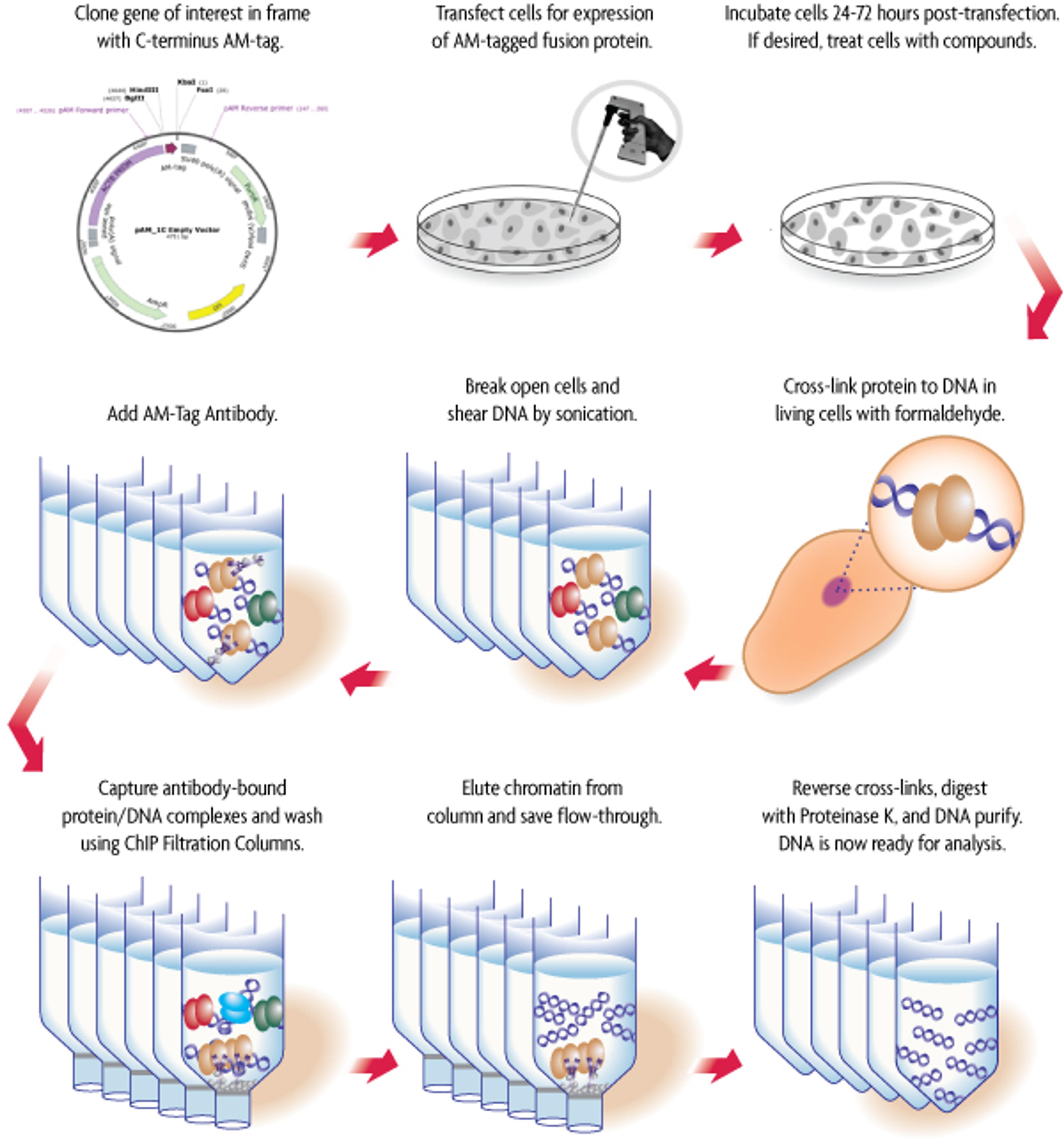 Tag-ChIP-IT® - Active Motif - Life Sciences
